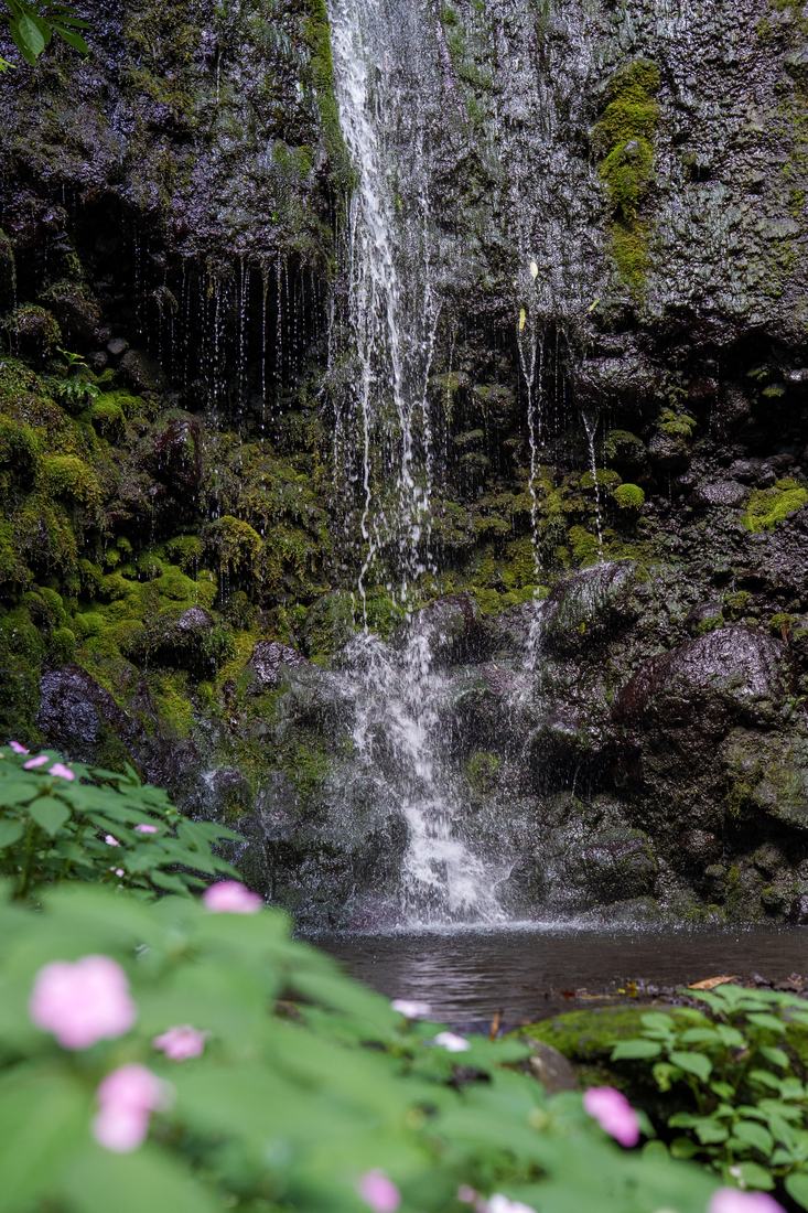 Cascade et nénuphars